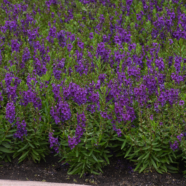 Angelonia angustifolia 'Balarckle' ~ Archangel™ Dark Purple Summer Snapdragon-ServeScape