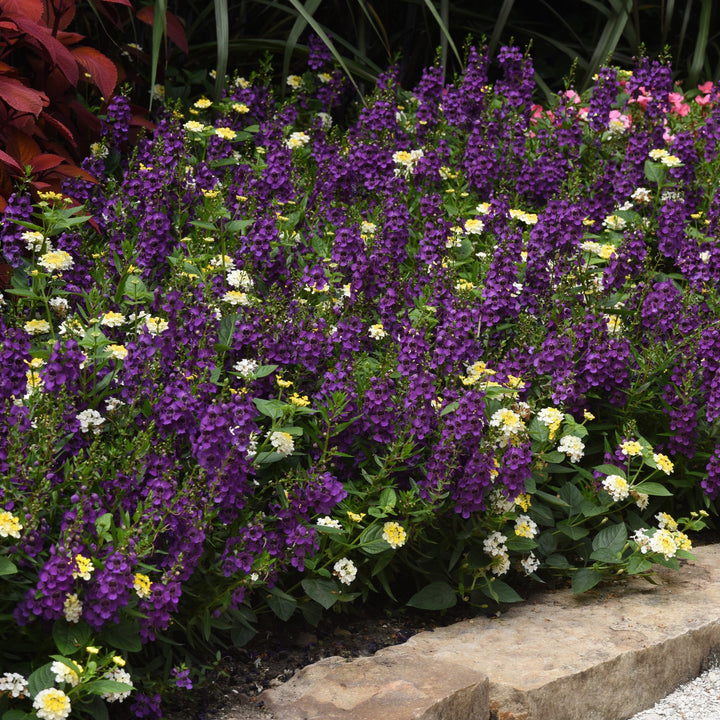 Angelonia angustifolia 'Balarckle' ~ Archangel™ Dark Purple Summer Snapdragon-ServeScape