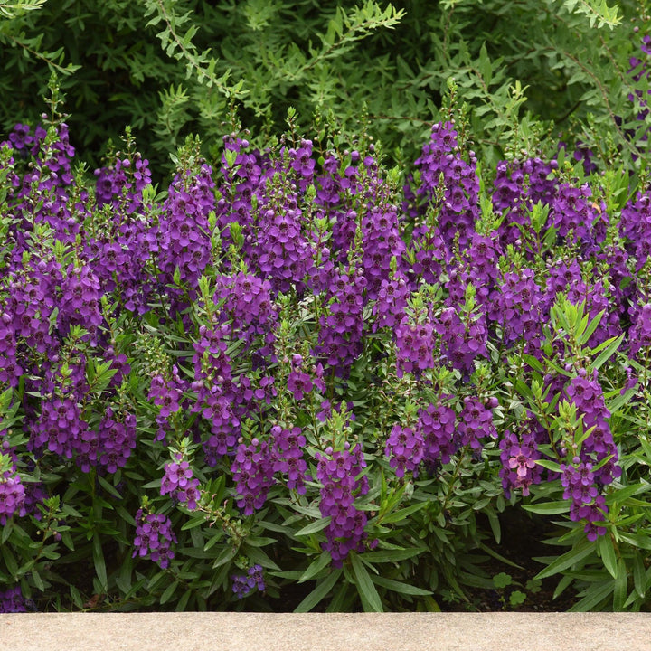 Angelonia angustifolia 'Balarckle' ~ Archangel™ Dark Purple Summer Snapdragon-ServeScape