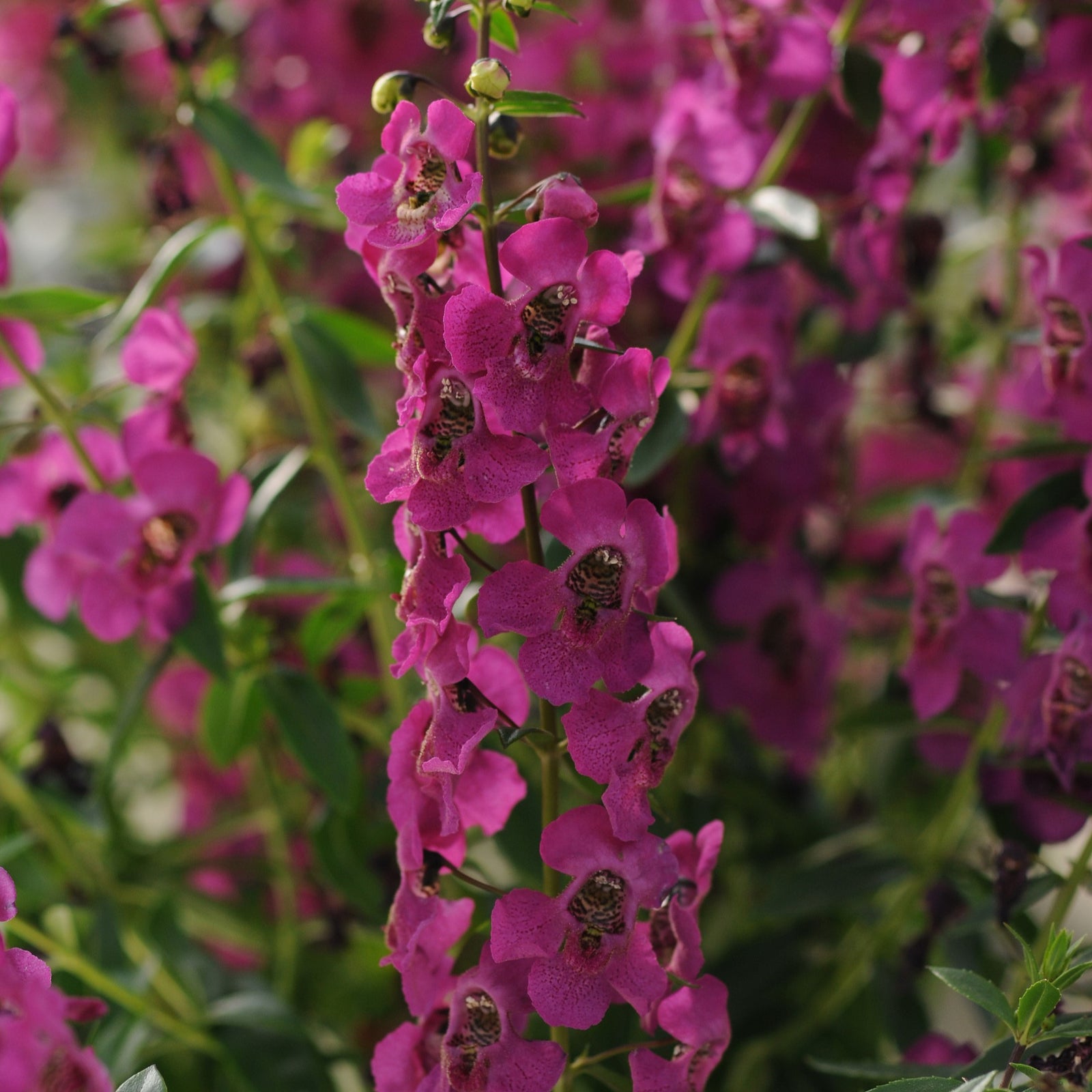 Angelonia angustifolia 'Balarcaspim' ~ Archangel™ Raspberry Summer Snapdragon-ServeScape