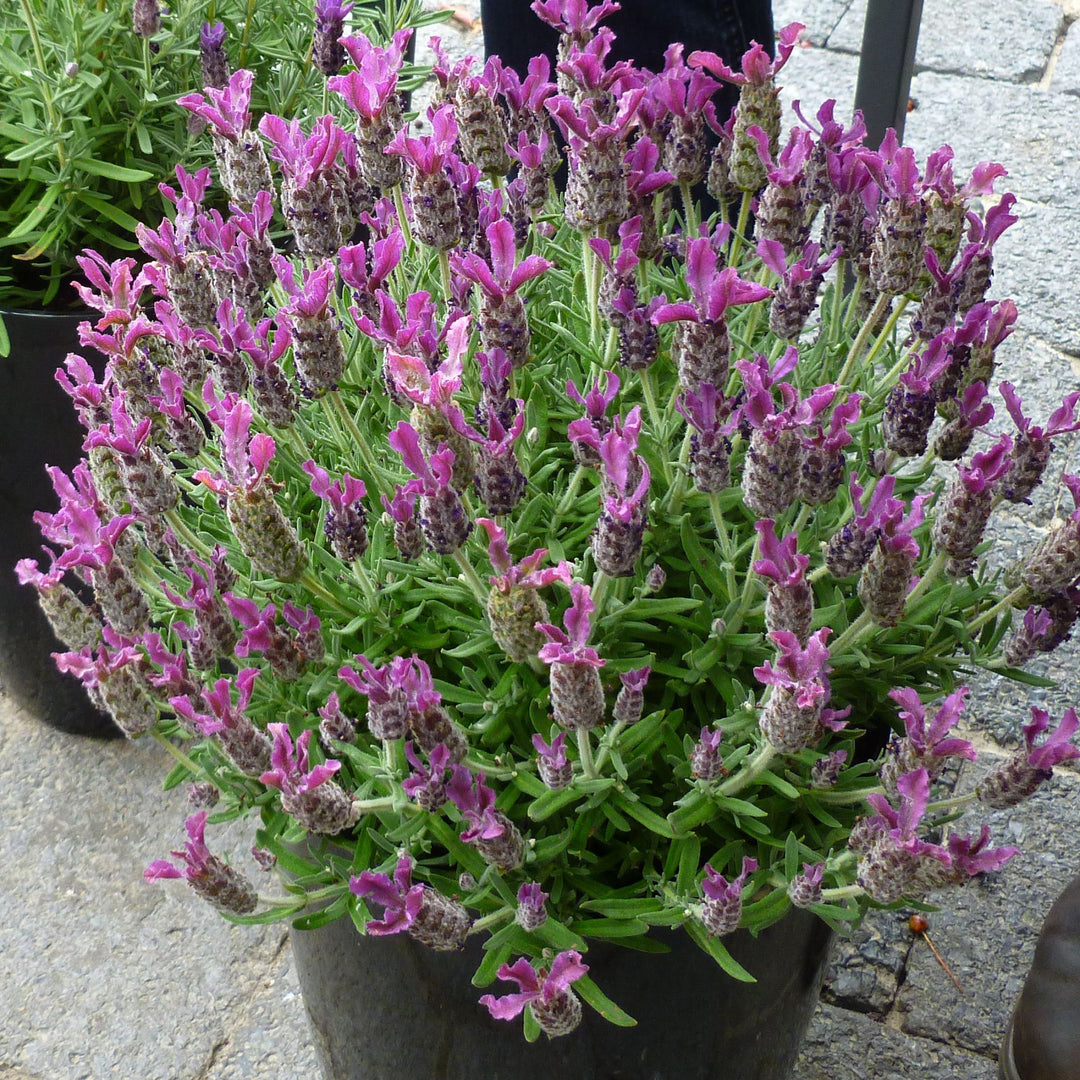 Lavandula stoechas 'Anouk Deluxe 179' ~ Anouk Deep Rose Lavender-ServeScape
