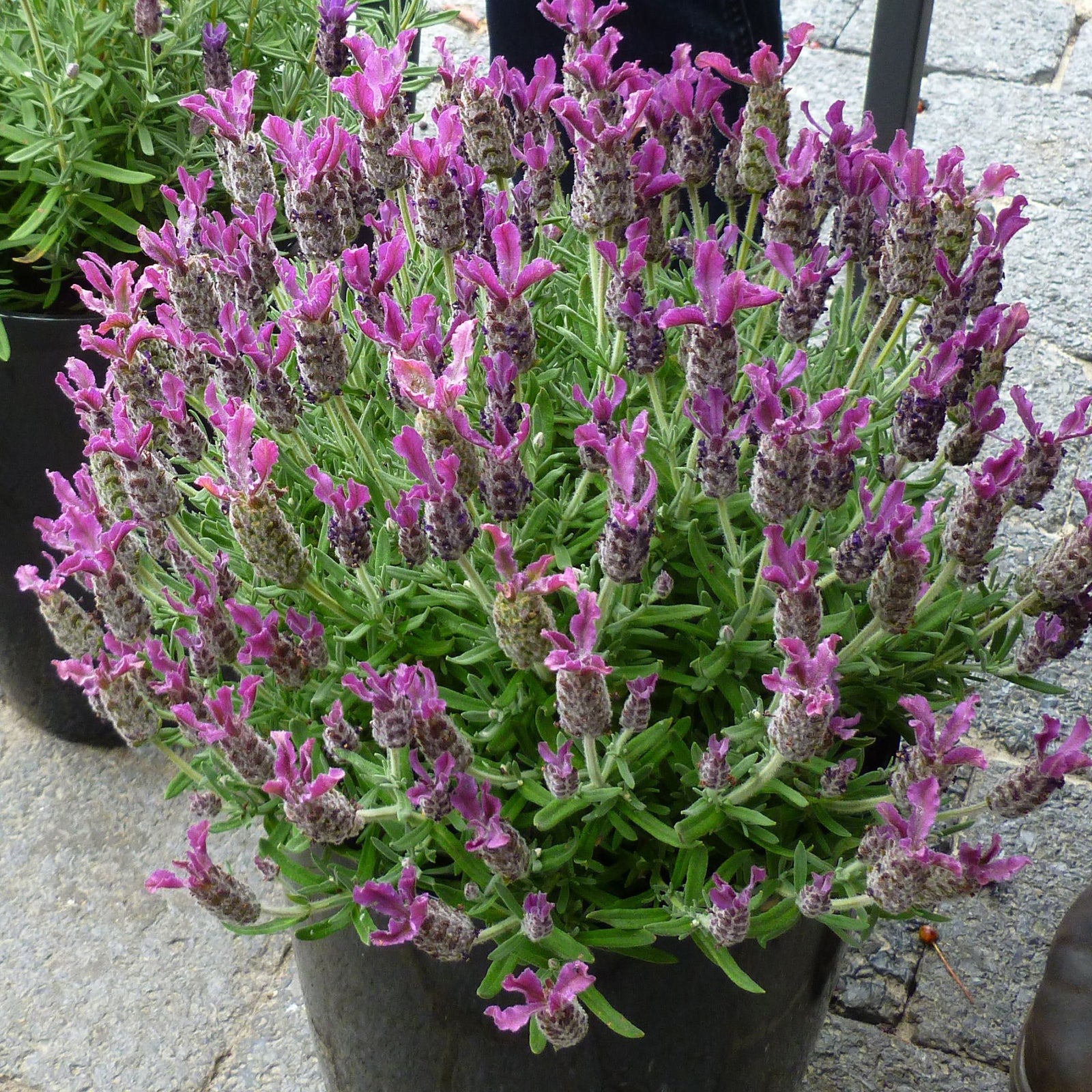 Lavandula stoechas 'Anouk Deluxe 179' ~ Anouk Deep Rose Lavender-ServeScape