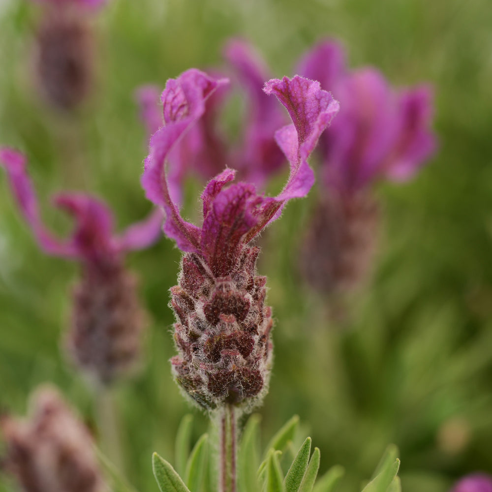 Lavandula stoechas 'Anouk Deluxe 179' ~ Anouk Deep Rose Lavender-ServeScape