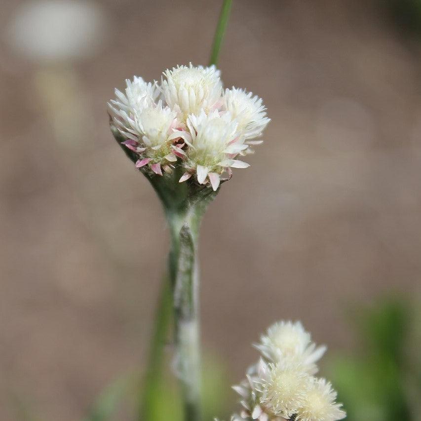 Antennaria carpatica ~ Pussytoes-ServeScape