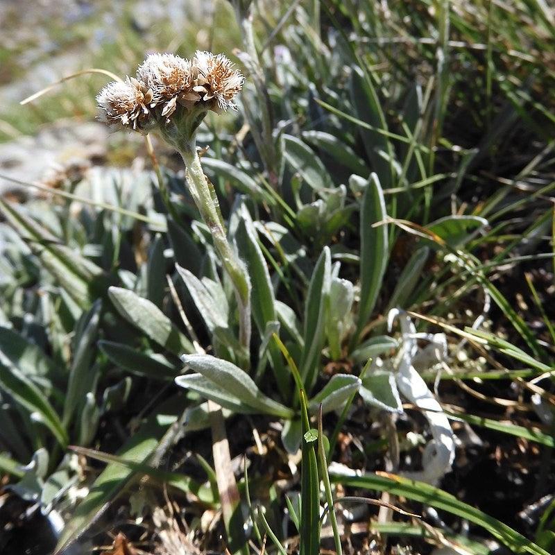 Antennaria carpatica ~ Pussytoes-ServeScape