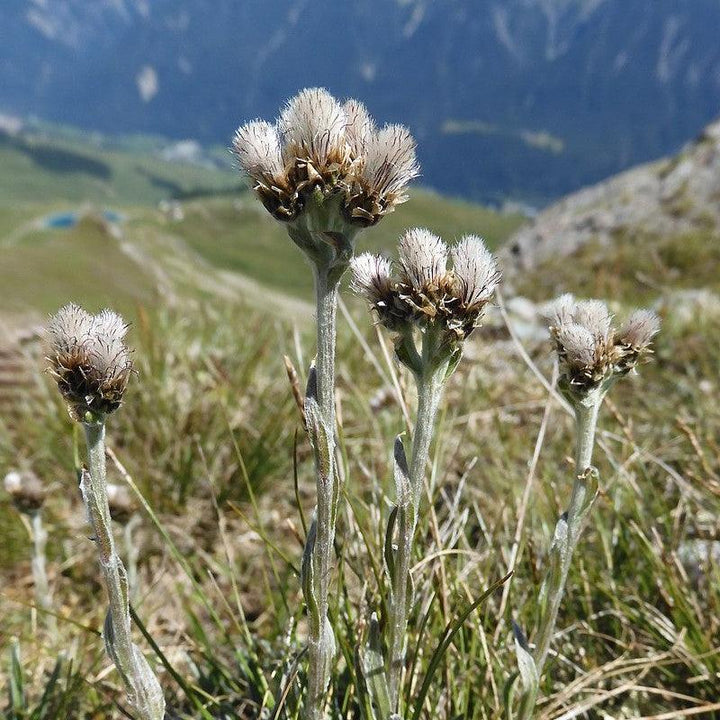 Antennaria carpatica ~ Pussytoes-ServeScape