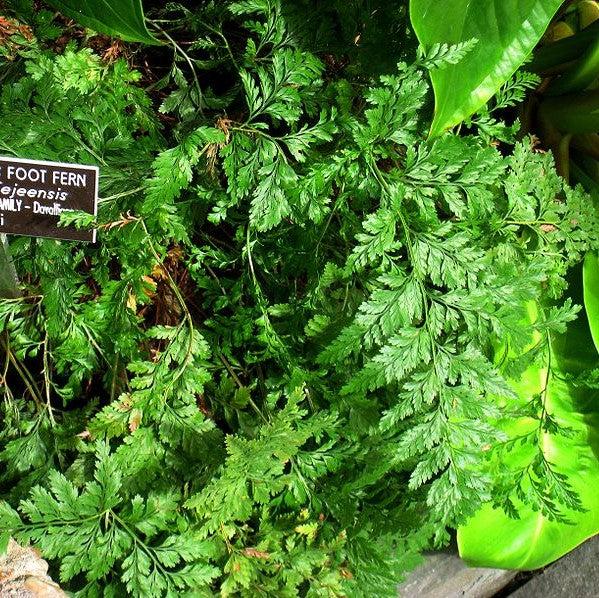 Davallia fejeensis ~ Monrovia® Rabbit's Foot Fern-ServeScape