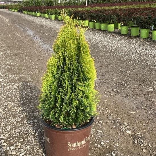 Thuja occidentalis 'Highlights' ~ Highlights Arborvitae-ServeScape