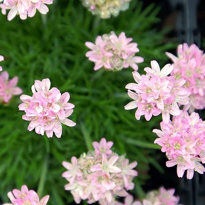 Armeria maritima ‘Victor Reiter’ ~ Victor Reiter Sea Thrift-ServeScape