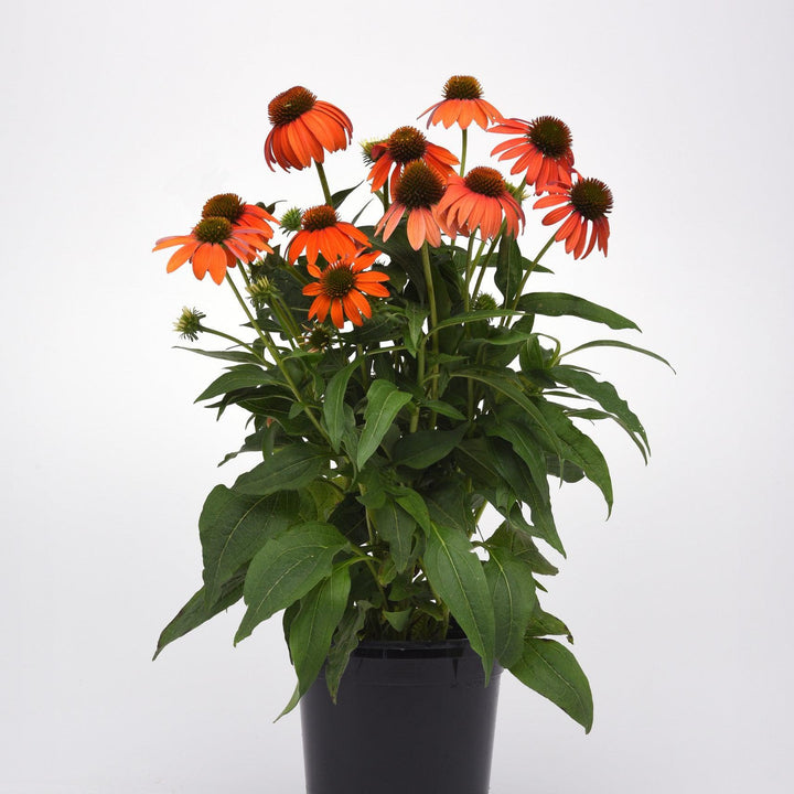 Echinacea 'PAS1308374'~ Artisan™ Soft Orange Coneflower-ServeScape