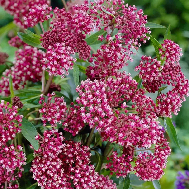 Asclepias incarnata 'Soul Mate' ~ Soul Mate Swamp Milkweed-ServeScape