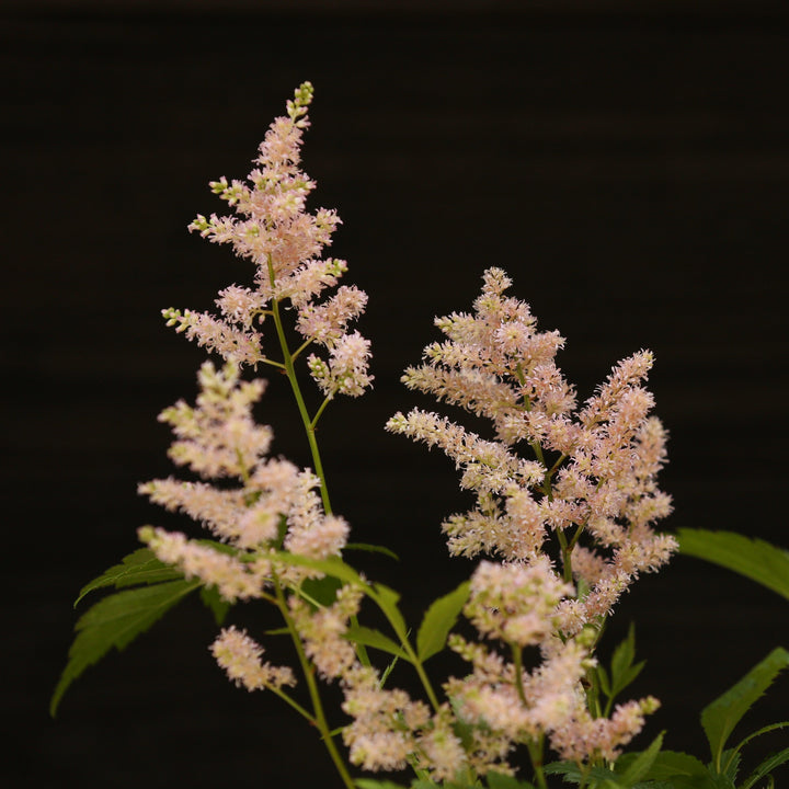Astilbe japonica 'Europa' ~ Europa Japanese Astilbe-ServeScape