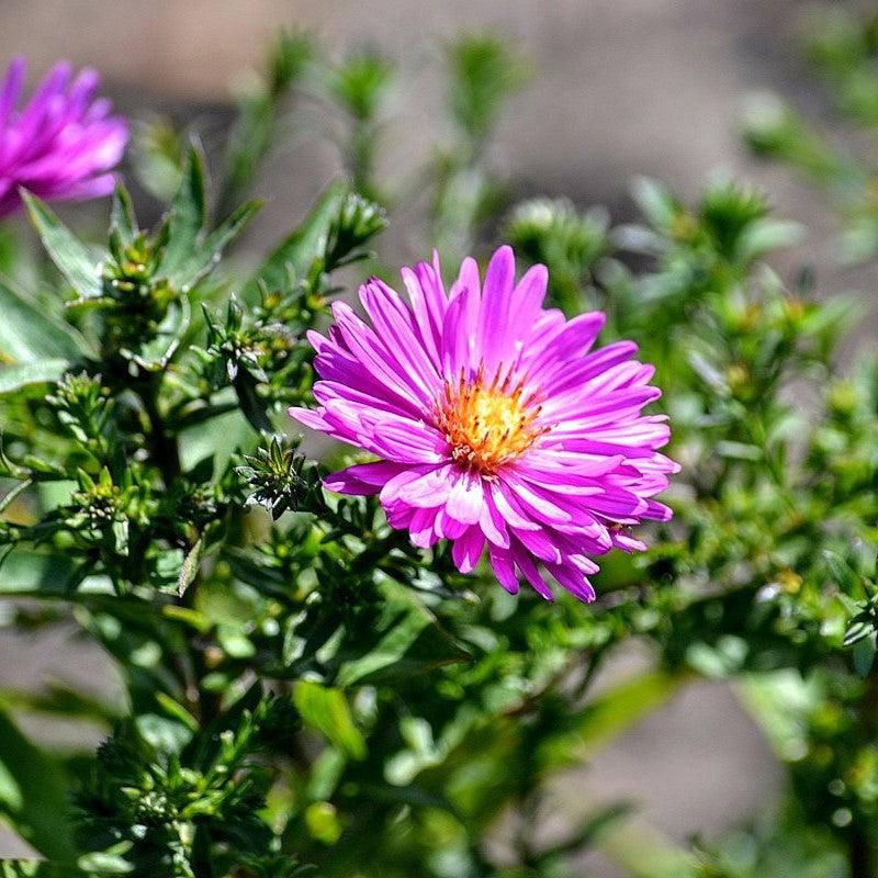 Aster dumosus 'Bahamas' ~ Island® Bahamas Aster-ServeScape