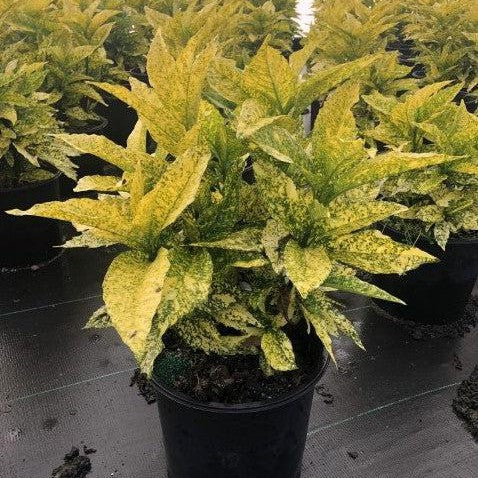 Aucuba japonica 'Golden King' ~ Golden King Japanese Aucuba-ServeScape
