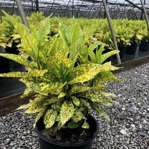 Aucuba japonica 'Golden King' ~ Golden King Japanese Aucuba-ServeScape