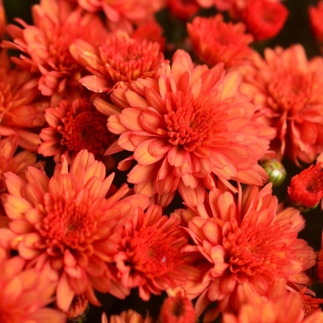 Chrysanthemum x morifolium 'Mumosa Orange' ~ Mumosa Orange Mum-ServeScape