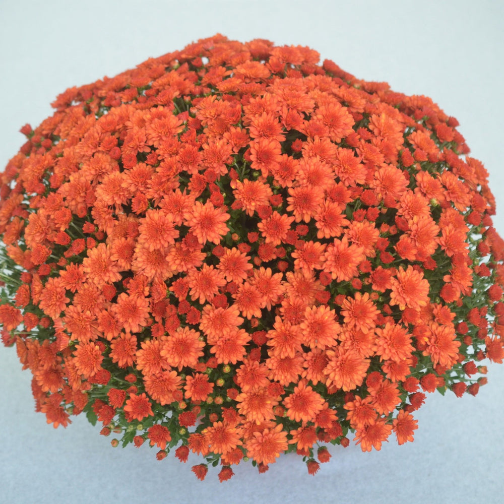 Chrysanthemum x morifolium 'Mumosa Orange' ~ Mumosa Orange Mum-ServeScape