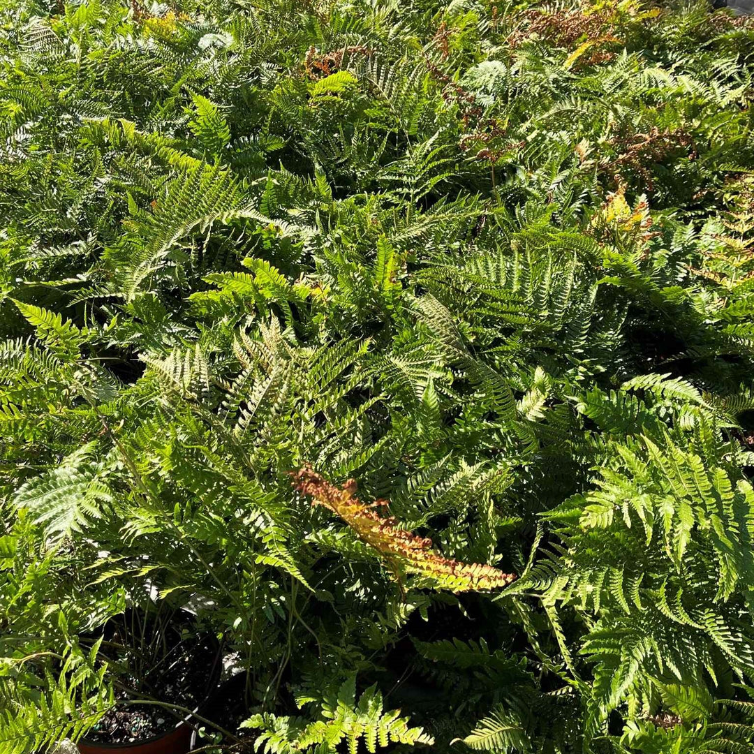 Dryopteris erythrosora ~ Autumn Fern-ServeScape