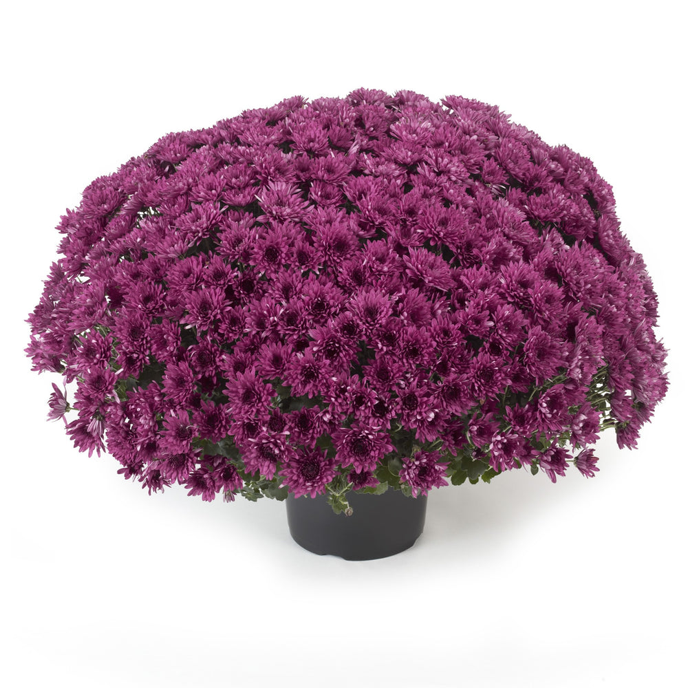 Chrysanthemum x morifolium 'Zanmuaval Purple' ~ Avalon Purple Mum-ServeScape