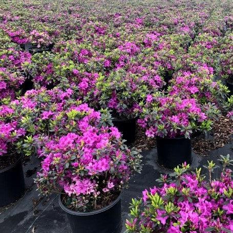 Rhododendron 'Karen' ~ Karen Azalea-ServeScape