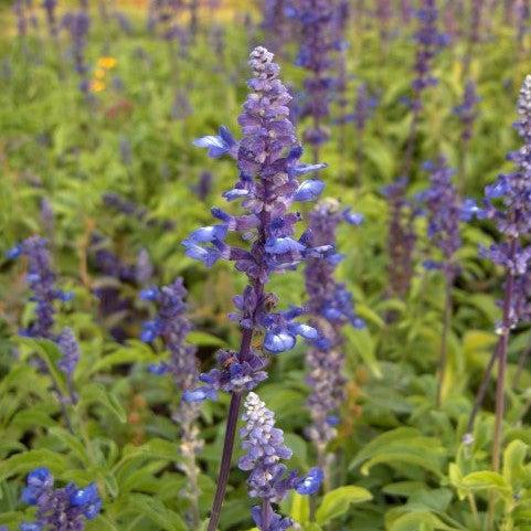Salvia farinacea 'Deep Ocean' ~ Monrovia® Sallyfun™ Deep Ocean Salvia-ServeScape