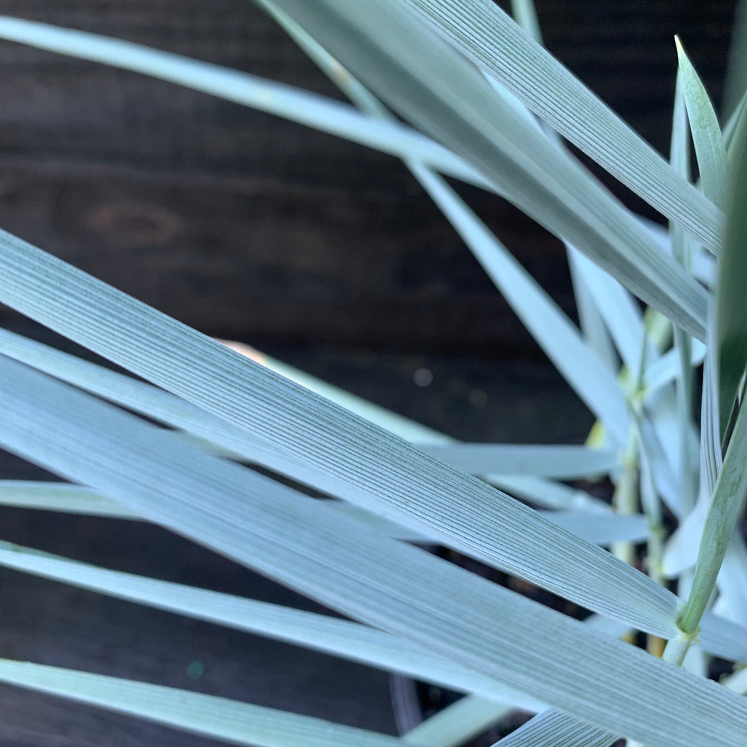 Leymus arenarius 'Blue Dune' ~ Blue Dune Lyme Grass-ServeScape
