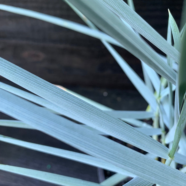 Leymus arenarius 'Blue Dune' ~ Blue Dune Lyme Grass-ServeScape