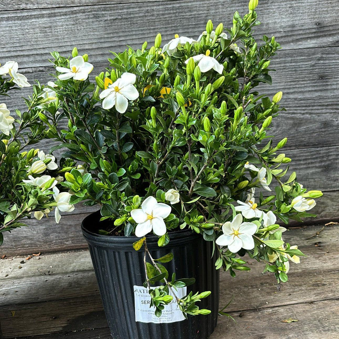 Gardenia jasminoides 'Daisy' ~ Daisy Gardenia-ServeScape
