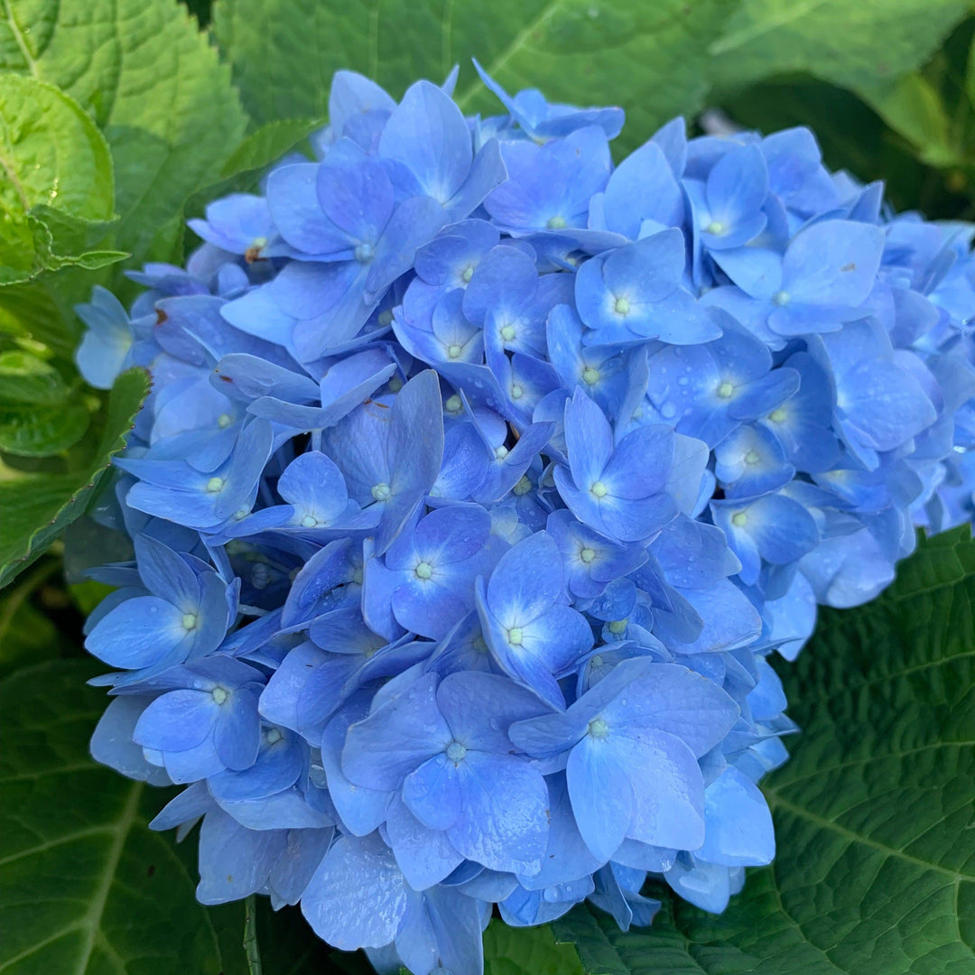 Hydrangea macrophylla 'Bailmer’ ~ Endless Summer® The Original Hydrangea-ServeScape