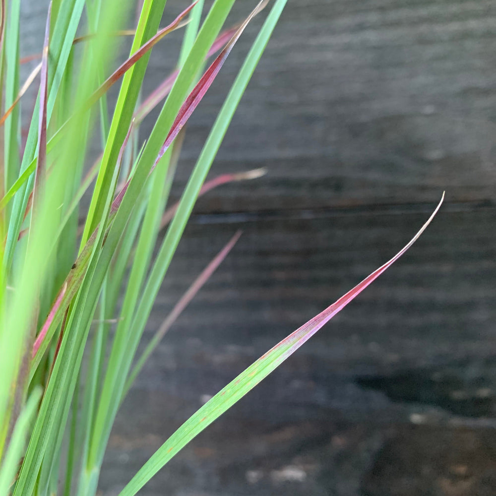 Schizachyrium scoparium 'Standing Ovation' ~ Standing Ovation Little Bluestem-ServeScape