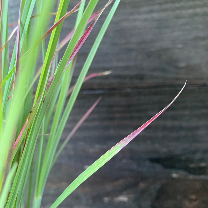 Schizachyrium scoparium 'Standing Ovation' ~ Standing Ovation Little Bluestem-ServeScape