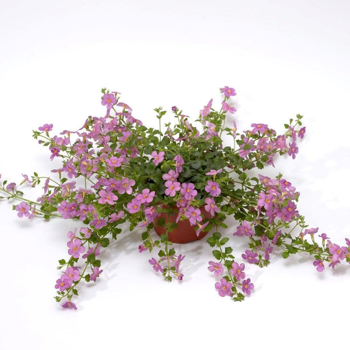 Sutera grandiflora 'Calypso Jumbo Rose' ~ Calypso™ Jumbo Rose Bacopa-ServeScape