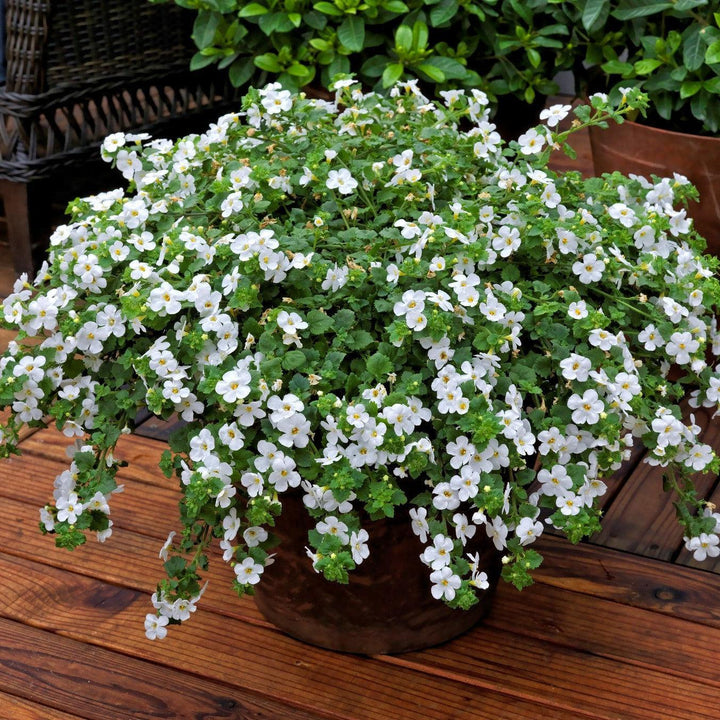 Sutera grandiflora 'Calypso Jumbo White' ~ Calypso™ Jumbo White Bacopa-ServeScape