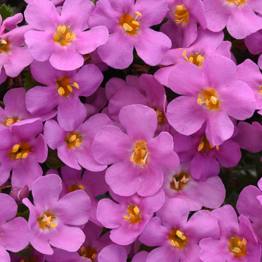 Sutera cordata 'Balmecopinim'~ MegaCopa™ Pink Bacopa-ServeScape