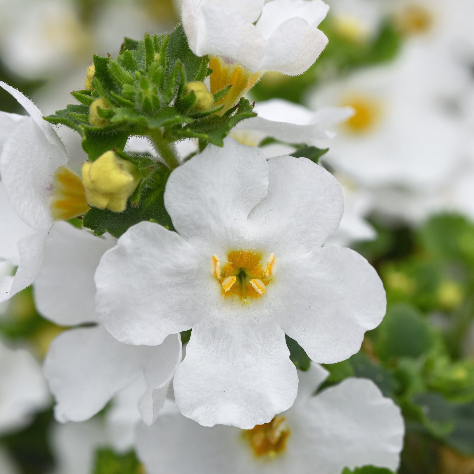 Sutera cordata 'Balverwitim' ~ Versa™ White Bacopa-ServeScape