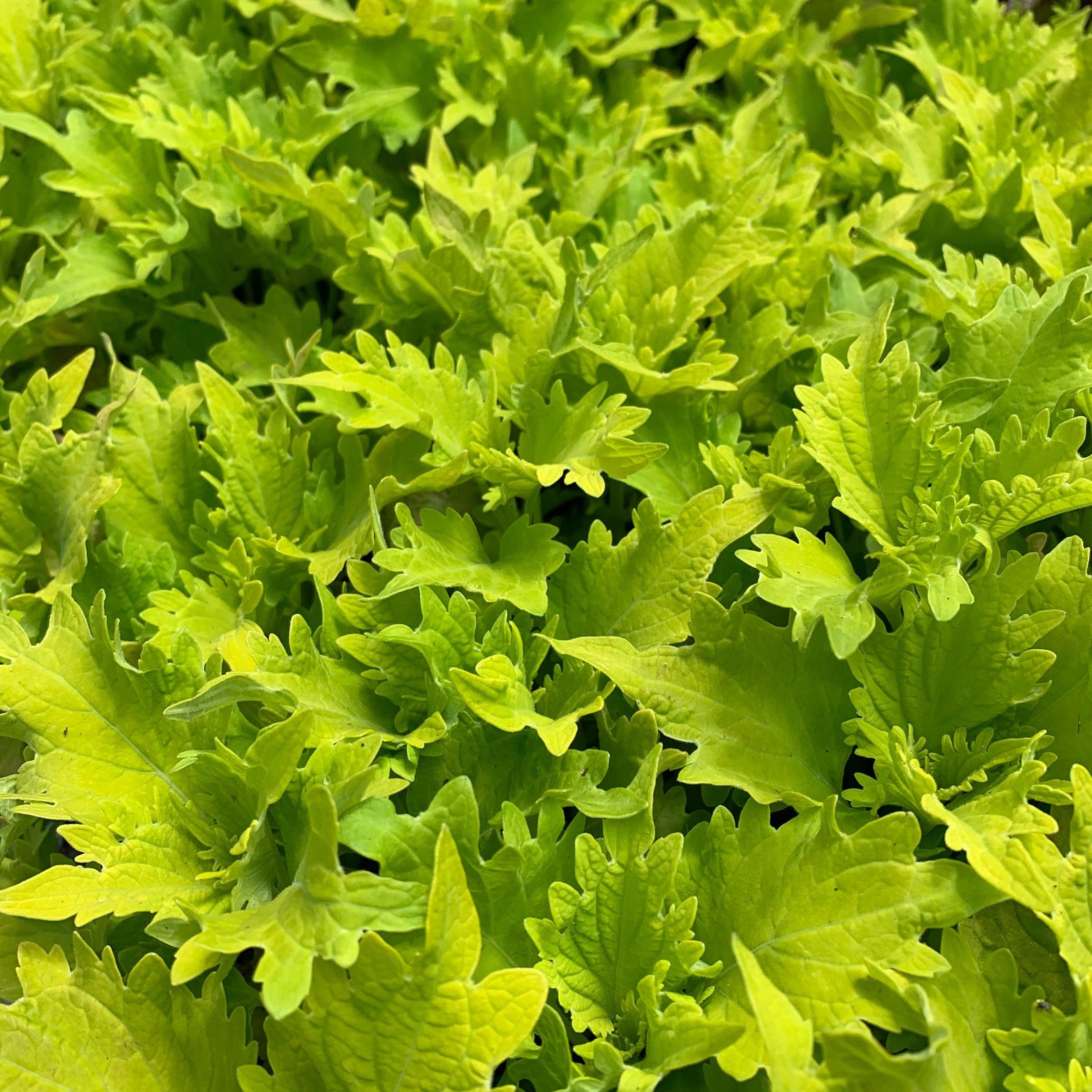 Solenostemon scutellarioides ‘UF0843’ ~ Wasabi Coleus-ServeScape