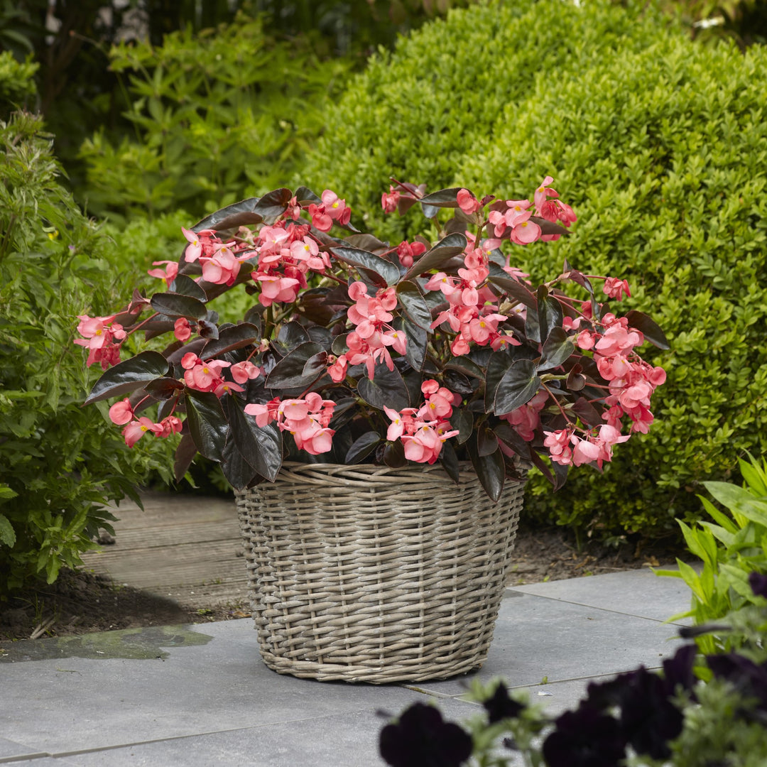 Begonia 'PAS1484338' ~ Dragon Wing® Pink Bronze Leaf Begonia-ServeScape