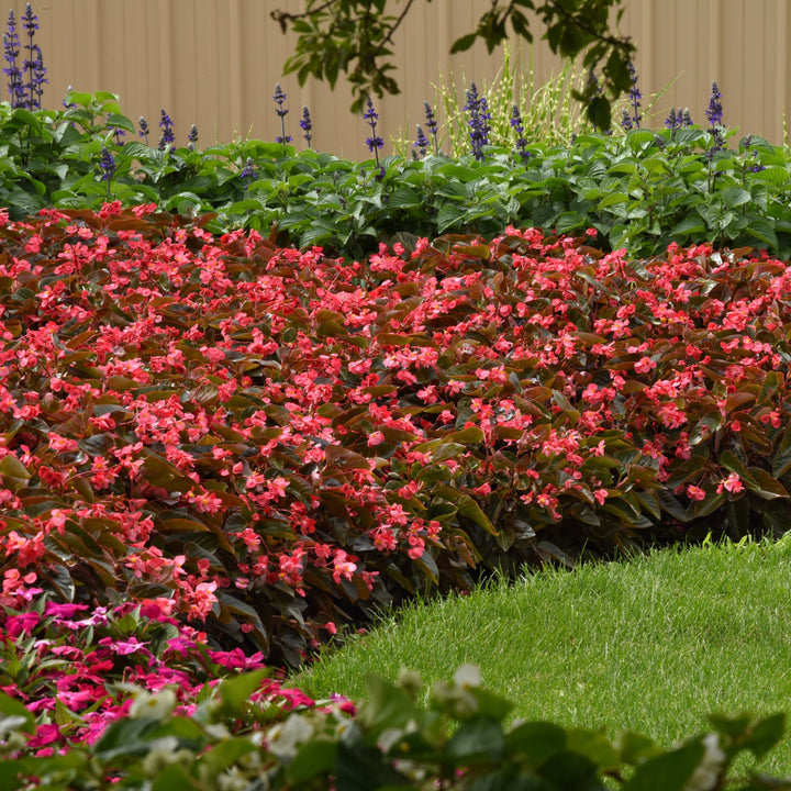 Begonia 'PAS1484338' ~ Dragon Wing® Pink Bronze Leaf Begonia-ServeScape