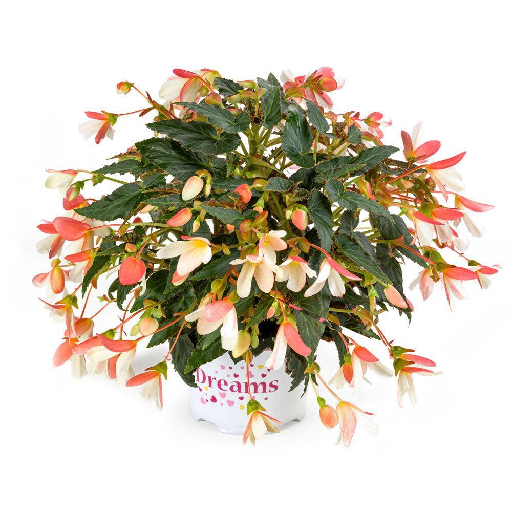 Begonia boliviensis 'Waterfall Bicolor' ~ Waterfall® Bicolor Begonia-ServeScape