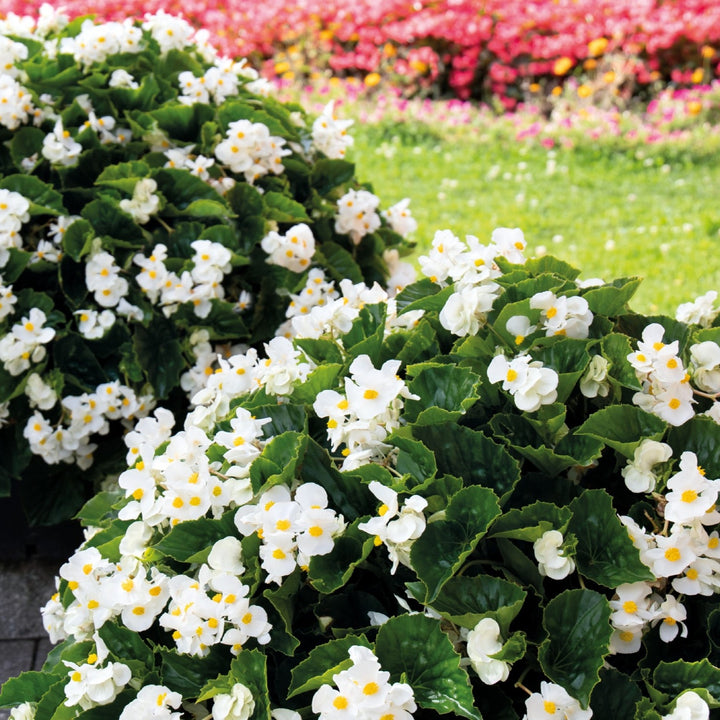 Begonia x benariensis 'White With Green Leaf' ~ Whopper® White With Green Leaf Begonia-ServeScape