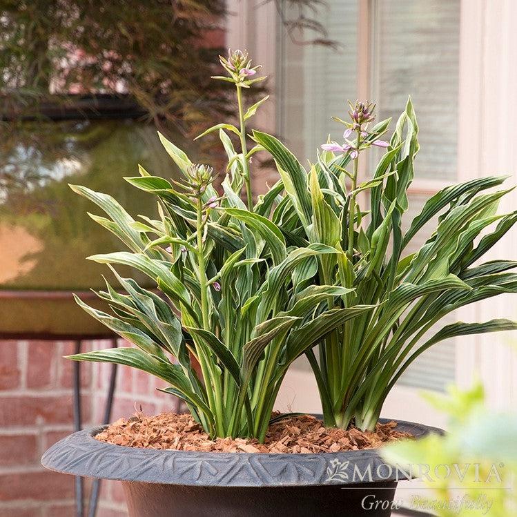 Hosta 'Praying Hands' ~ Monrovia® Praying Hands Hosta-ServeScape
