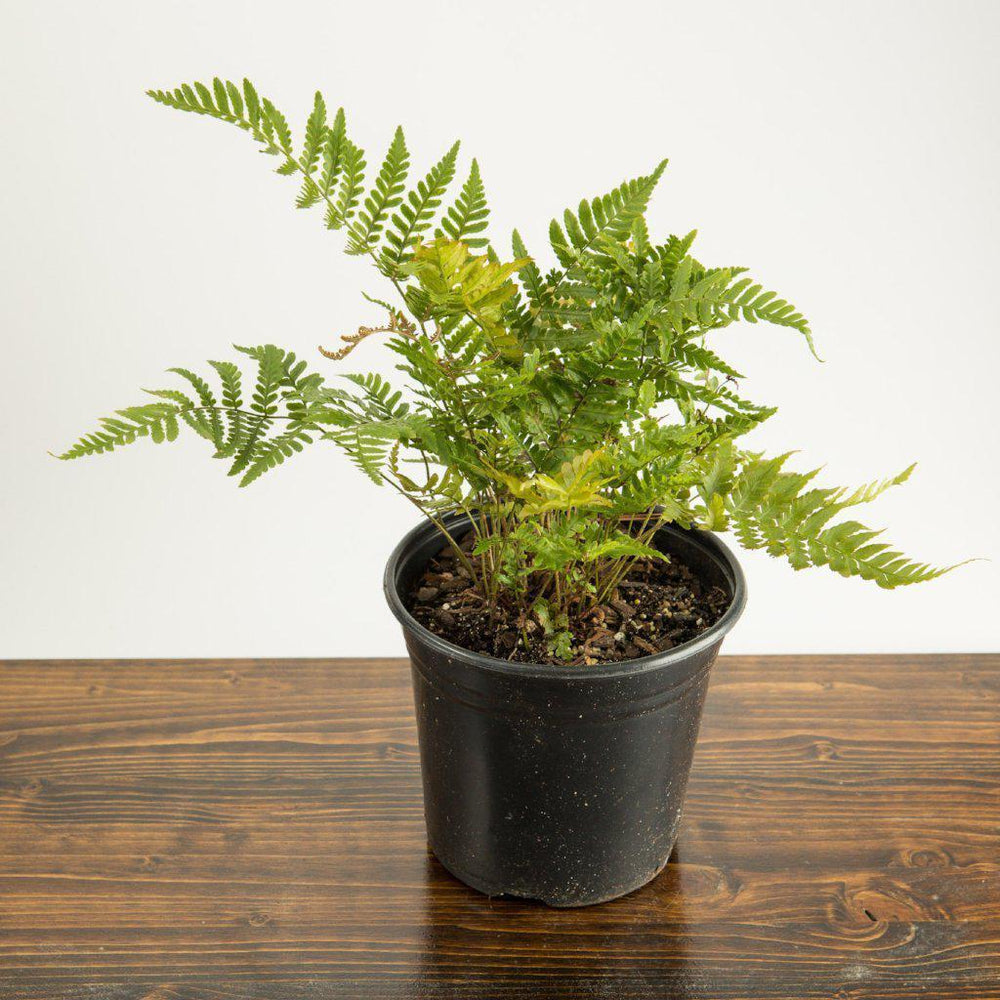 Dryopteris erythrosora ~ Monrovia® Autumn Fern-ServeScape