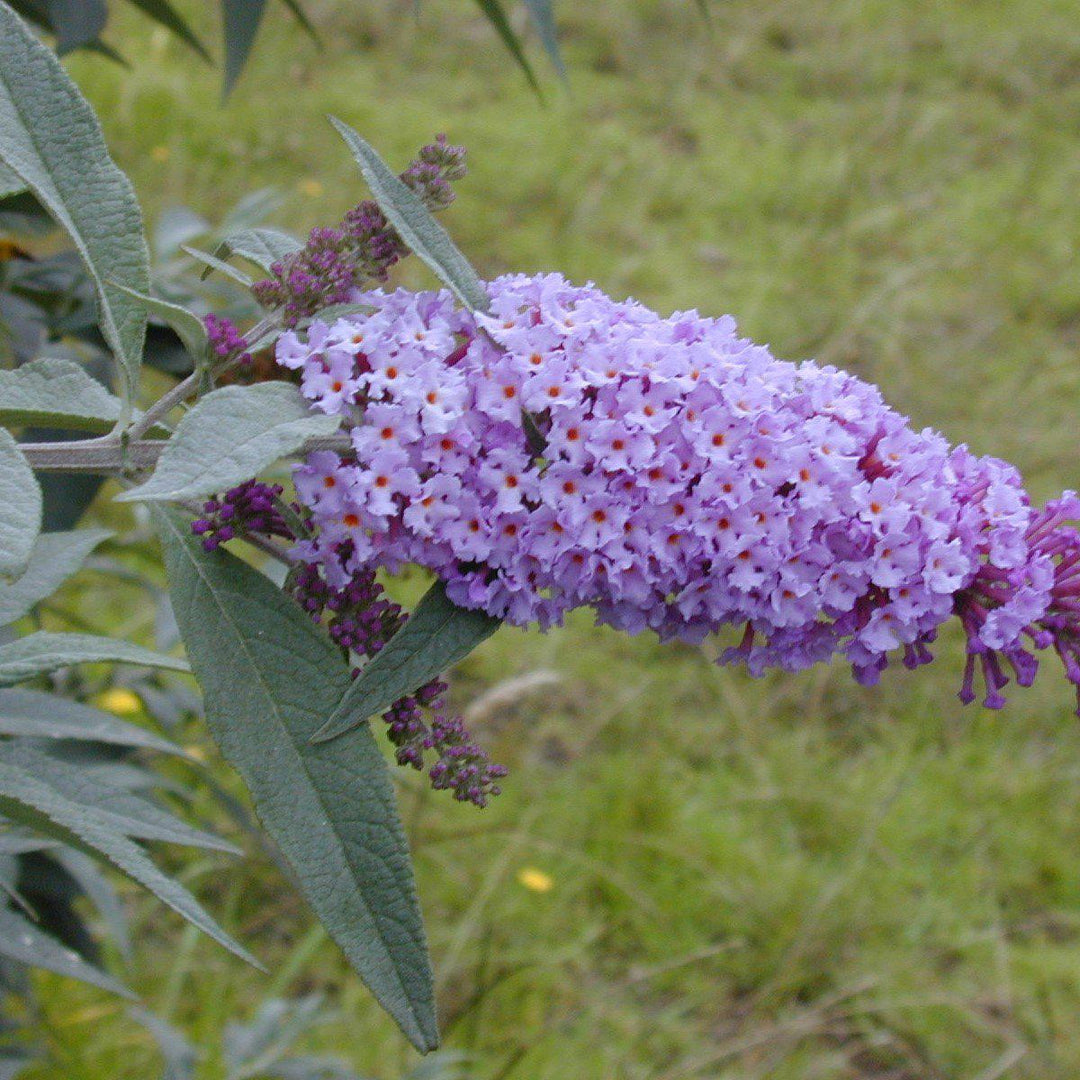 Buddleja x 'Bostulu' PP #25,708’ ~ Monrovia® True Blue Butterfly Bush-ServeScape