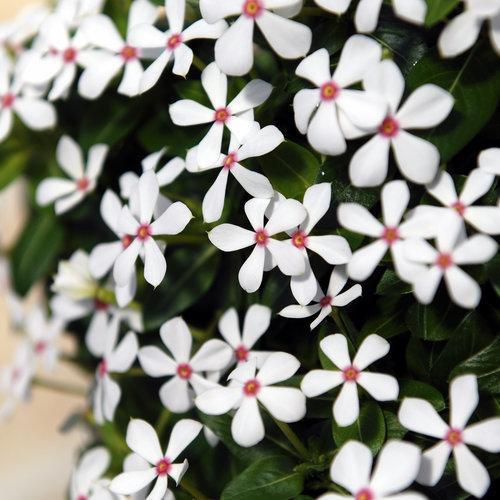 Catharanthus hybrid 'SUNCATFE 23' ~ Monrovia® Soiree Kawaii® White Peppermint Vinca-ServeScape