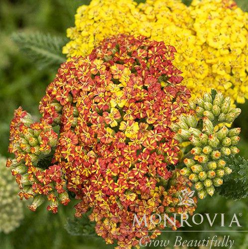 Achillea millefolium 'Dester' ~ Monrovia® Desert Eve™ Terracotta Yarrow-ServeScape