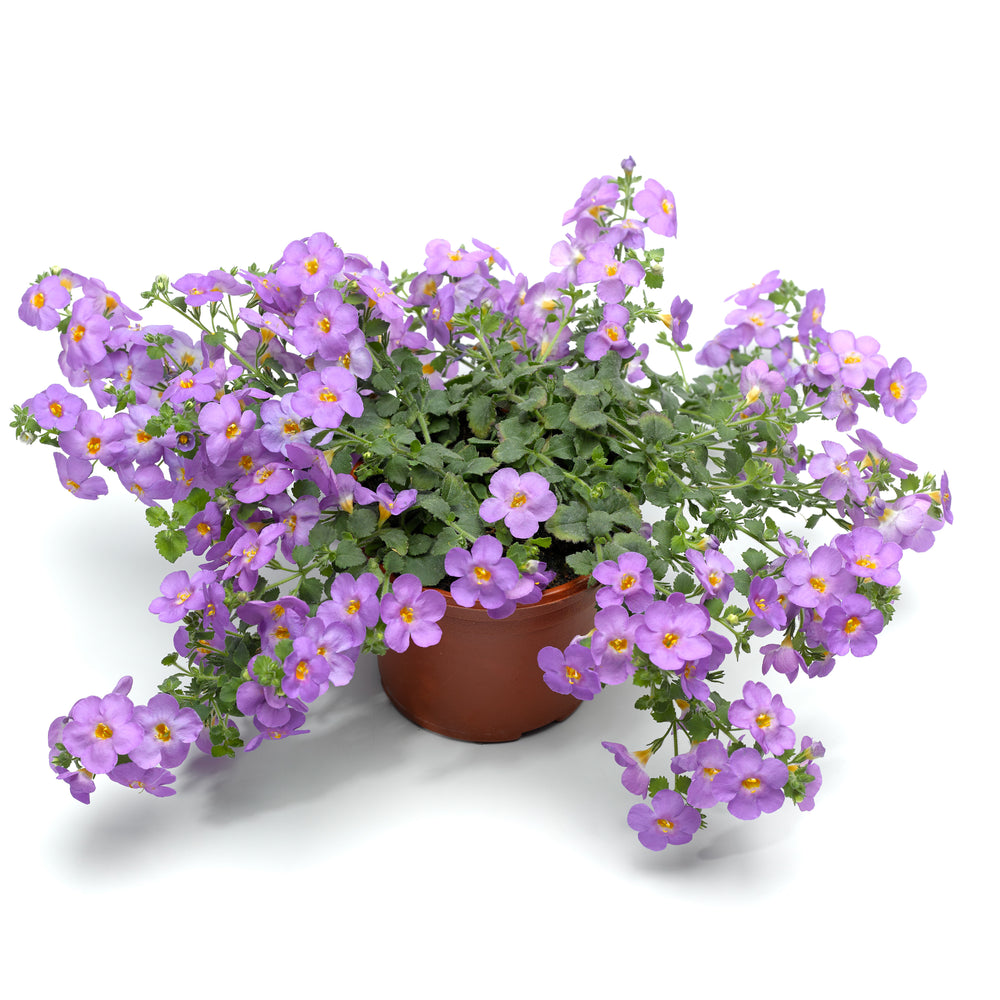 Sutera grandiflora 'Calypso Jumbo Deep Lavender' ~ Calypso™ Jumbo Deep Lavender Bacopa-ServeScape
