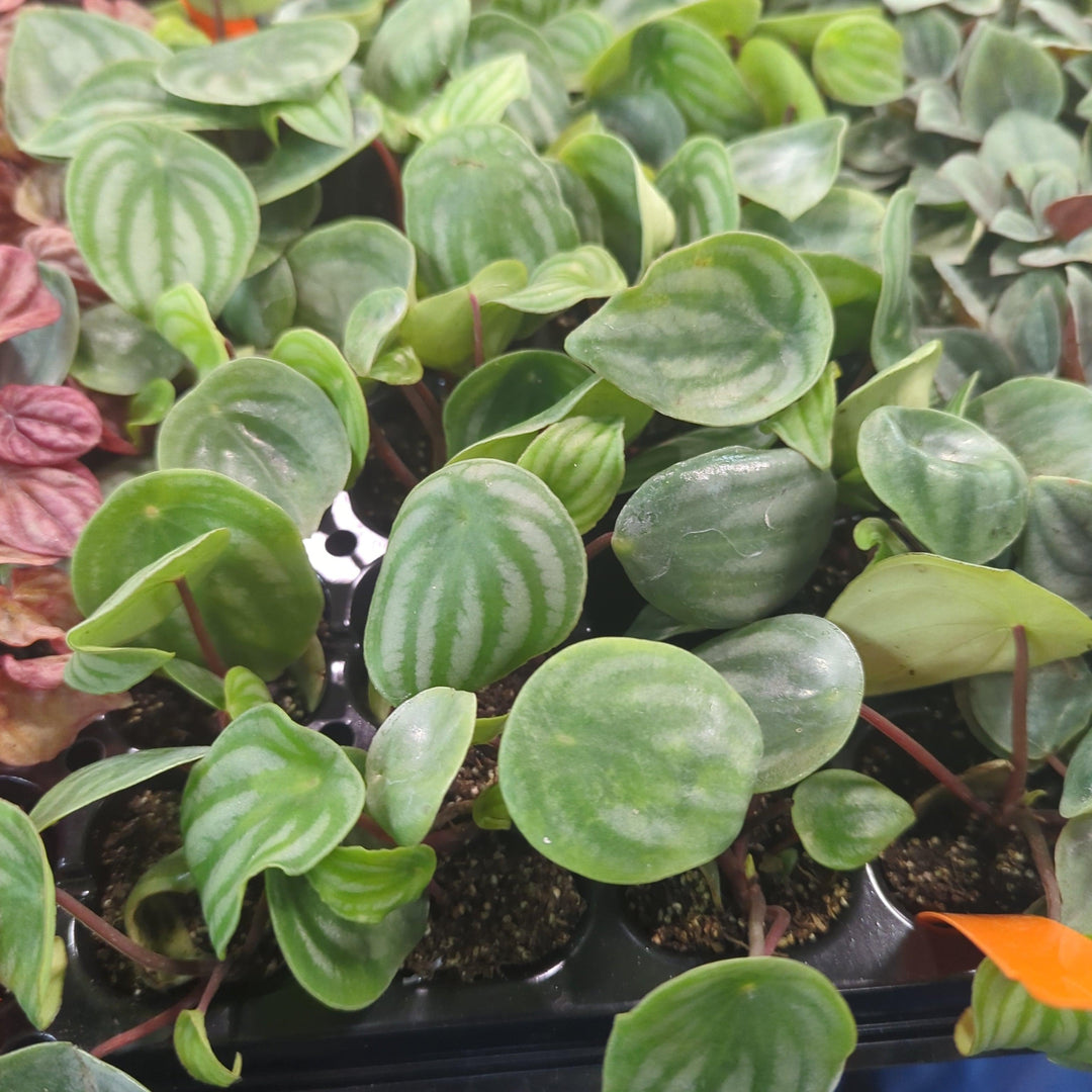 Peperomia Argyrela ~ Monrovia® Watermelon Peperomia-ServeScape