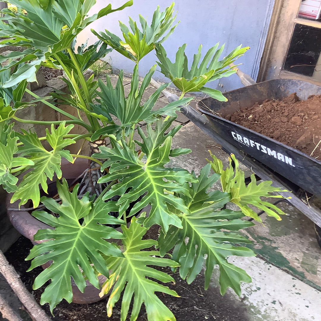 Philodendron 'Lickity Split' ~ Monrovia® Lickity Split Philodendron-ServeScape