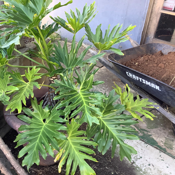 Philodendron 'Lickity Split' ~ Monrovia® Lickity Split Philodendron-ServeScape