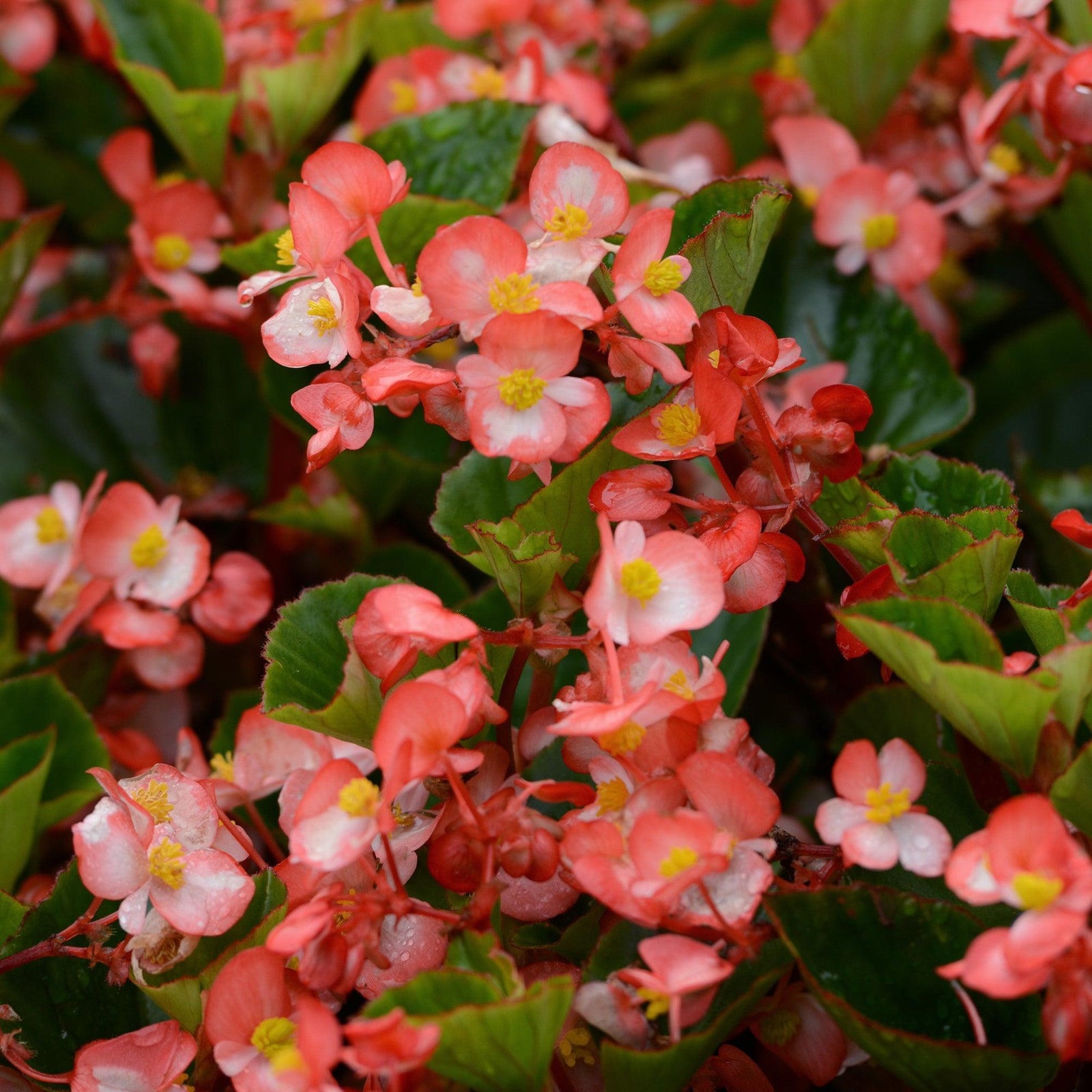 Begonia x 'PAS1085212' ~ Baby Wing® Bicolor Green Leaf Begonia-ServeScape